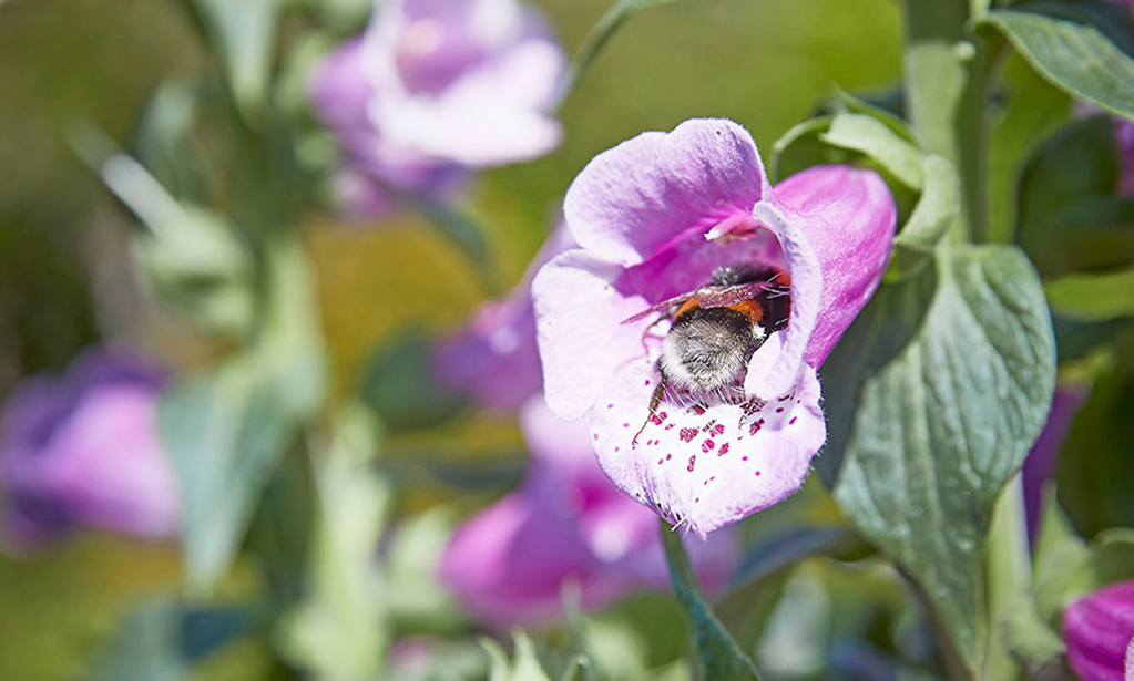 5 praktische Tipps für mehr Artenvielfalt in deinem Garten