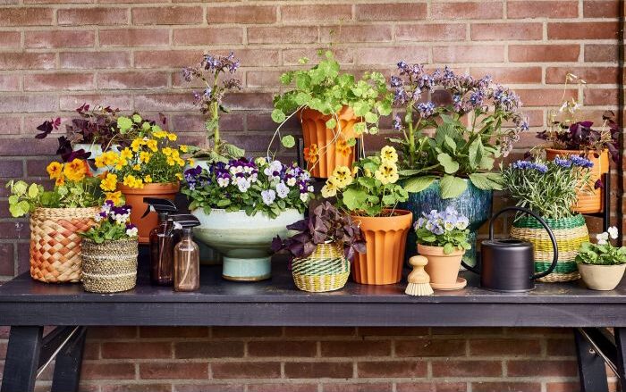 Spring is here! Your quick start guide to growing your own herbs and vegetables