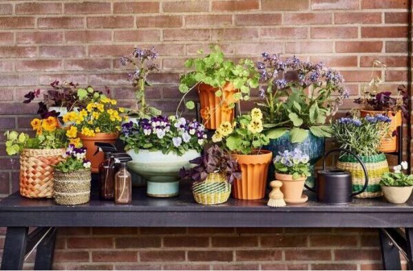 Spring is here! Your quick start guide to growing your own herbs and vegetables