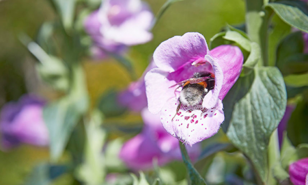 5 Tips om de biodiversiteit in je tuin te vergroten